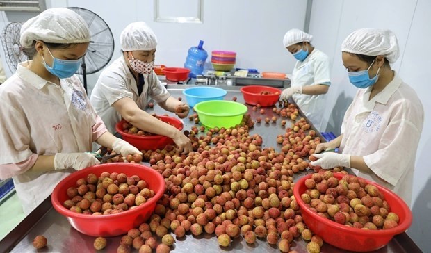 Preliminary processing of lychee at Global Food JSC in Luc Ngan district, Bac Giang province for export to Australia. (Photo: VNA)