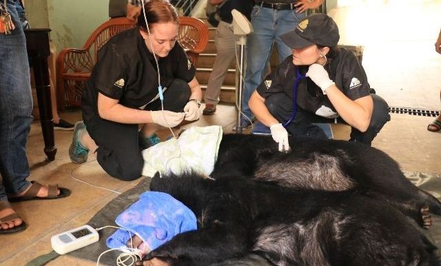 Veterinarians examines two bears at Hanoi's Central Circus in 2019.