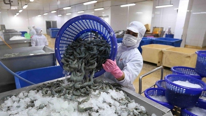Processing shrimps for export in Ca Mau province. (Photo: VNA)
