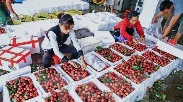 Packaging lychee at a purchasing centre in Luc Ngan district, Bac Giang province. (Photo: VNA)