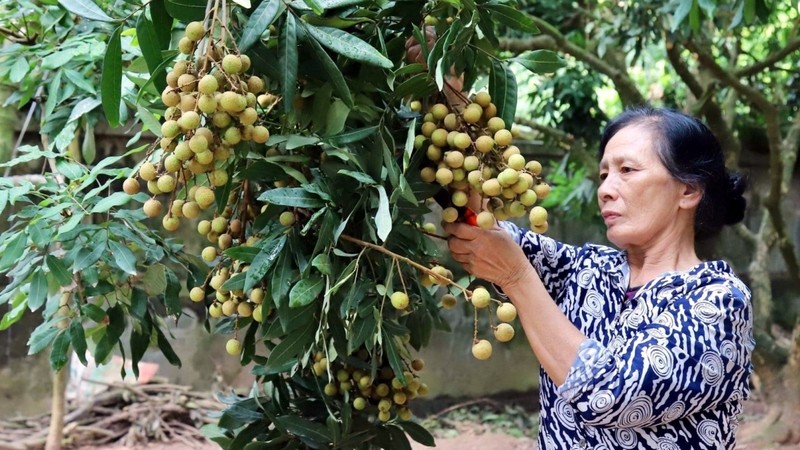Hung Yen is expected to produce 50,000-55,000 tonnes of longan in 2021. (Photo: VOV)