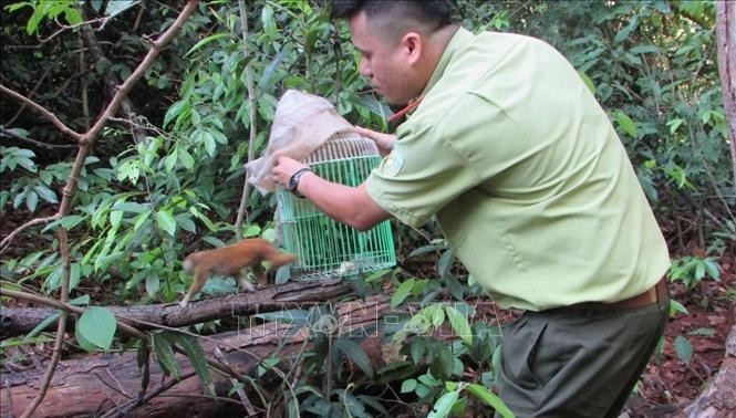 Nearly 480 wild animals rescued in H1 | Nhan Dan Online