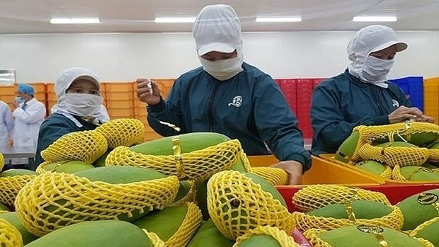 Vietnam's fruit and vegetables exports to hit US$4 billion. (Photo: baodautu.vn)