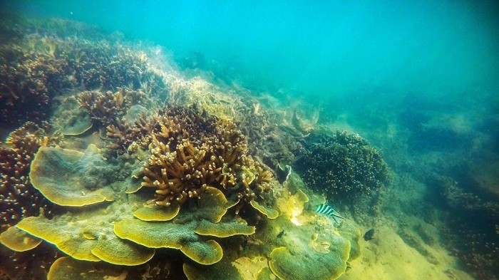 Coral reefs in Ninh Thuan province (Photo: VNA)