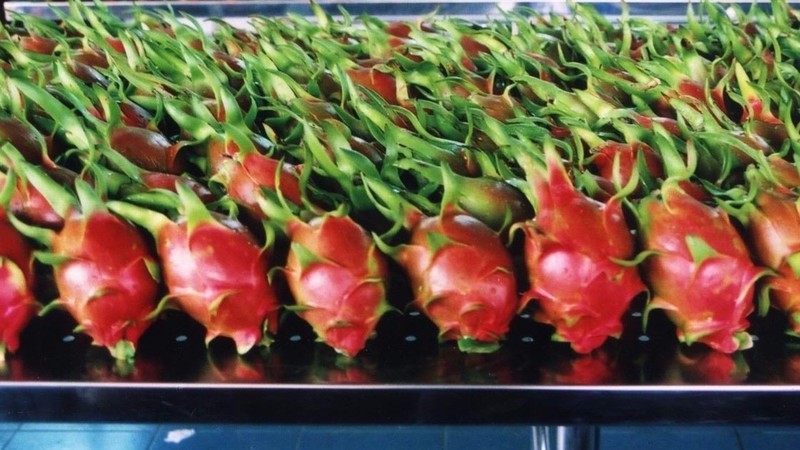 Two tonnes of high quality dragon fruit have just been imported and distributed in Australia. (Illustrative image)