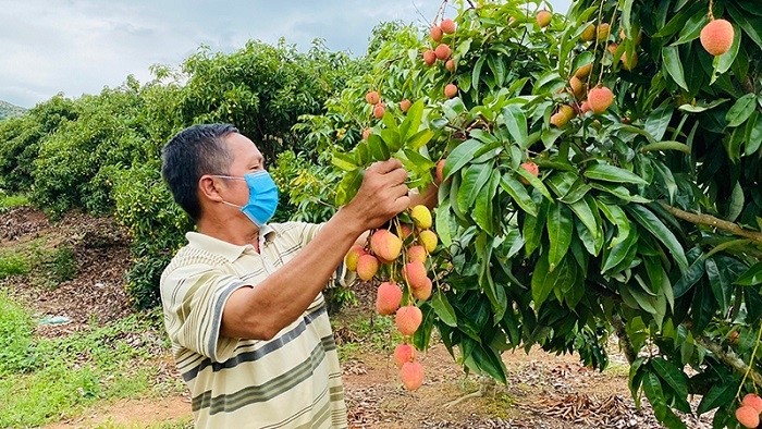 A farmer in Bac Giang province harvesting lychee
