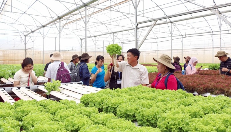 Application of high technology in fruit and vegetable production at Phong Thuy Agricultural Product Trade Manufacturing Co., Ltd. (Duc Trong, Lam Dong). Photo: MAI VAN BAO