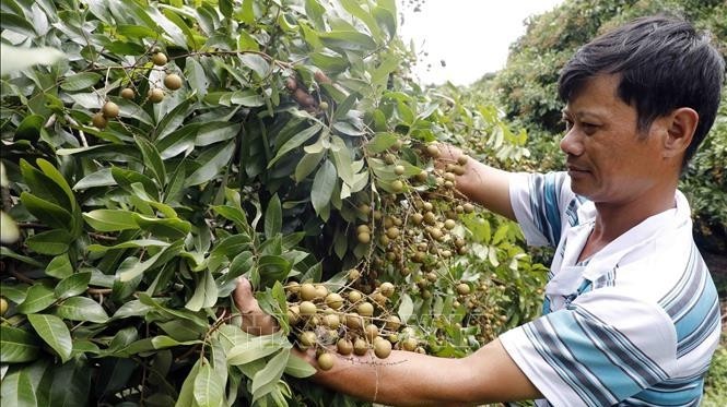 Dong Thap and Soc Trang provinces have a total longan-growing area of about 8,400 hectares. (Photo: VNA)
