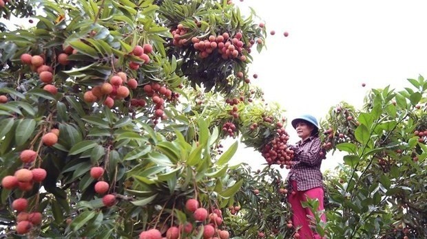Lychee is among the Vietnamese fruits that have been permitted to enter China via official channels (Photo: VNA)