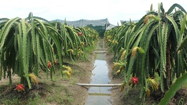An organic dragon fruit orchard in Chau Thanh district, Long An province (Photo: VNA)