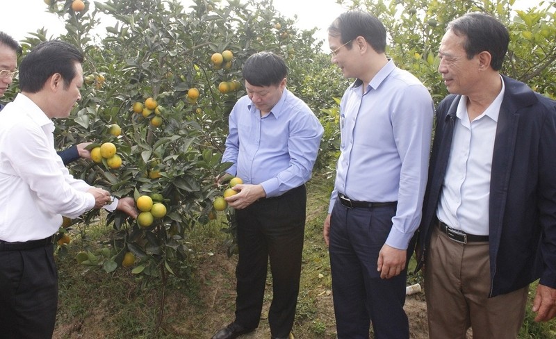 Tam Da commune, Phu Cu district, Hung Yen province converts crops, from rice to orange according to VietGAP process, bringing about income of VND300 million per hectare a year.