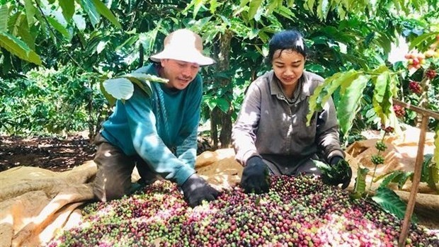 Coffee growers harvest beans in Gia Lai (Photo: VNA)