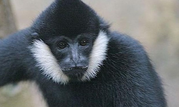 A white-cheeked gibbon