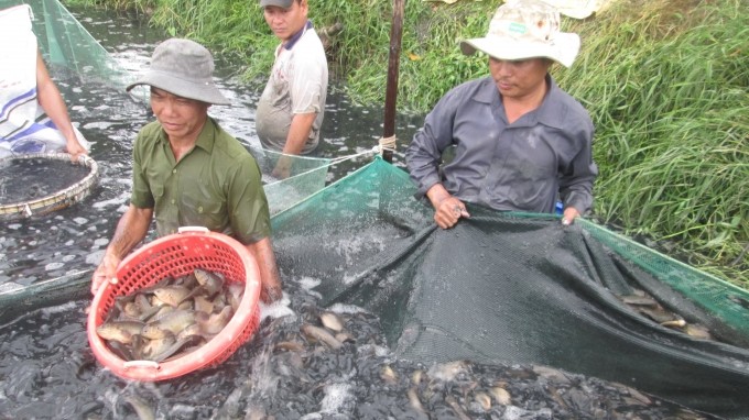 Seafood in Kien Giang province in great need of consumption. (Photo: Trung Chanh)