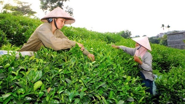 Harvesting tea bud in Dong Hy district, Thai Nguyen province. (Photo: Hong Ky/VNA)
