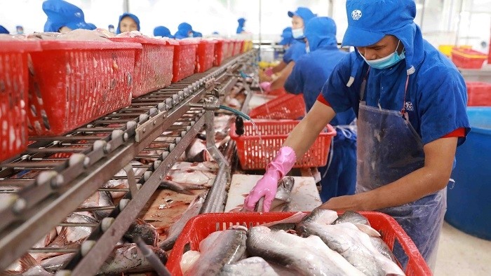 Workers process pangasius at a factory of Sao Mai Group in Vam Cong Industrial Zone, Lap Vo district, Dong Thap province. (Photo: VNA)