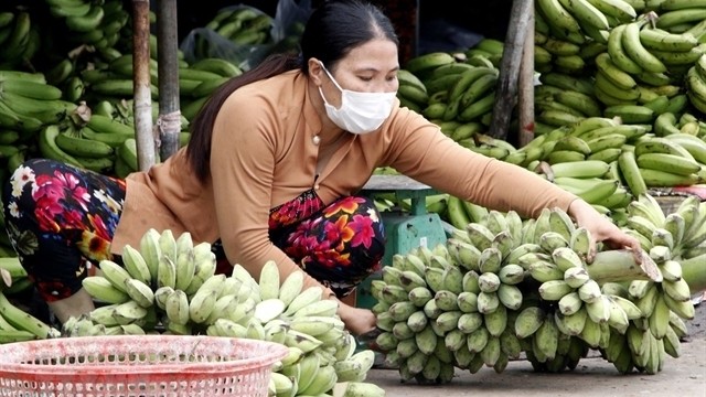 Bananas sold in Ca Mau City’s Ward 7 Market. (Photo: VNA)