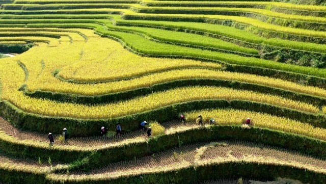 Terraced fields in Hoang Su Phi, the northern province of Ha Giang. (Photo: NDO)