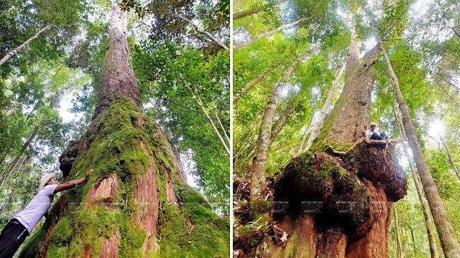 The po mu forest in Tay Giang district is considered the oldest and largest population of po mu trees in in Vietnam. (Photo: Vietnam Pictorial)
