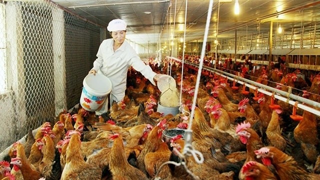 The chicken farm of a household in Huong Dao commune, Tam Duong district, Vinh Phuc province. (Photo: NGUYEN LUONG)