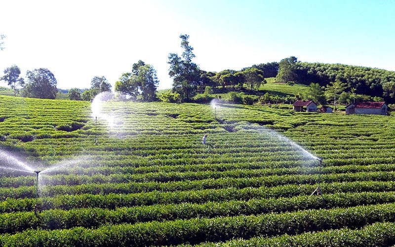 Application of automatic spraying and watering technology at a tea farming area in Anh Son district, Nghe An province. (Photo: Anh Dung/NDO)