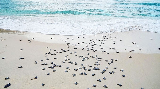 Sea turtles crawling back to the sea. (Photo: NDO) 