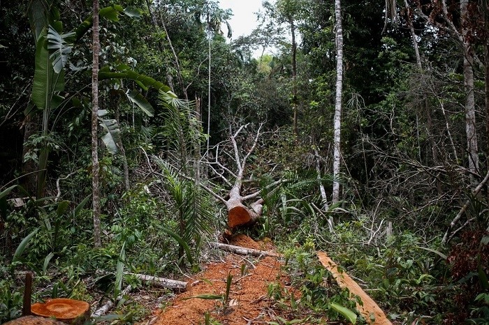 A felled tree is seen in the middle of a deforested area of the Yari plains, in Caqueta, Colombia March 3, 2021. (Photo: Reuters)