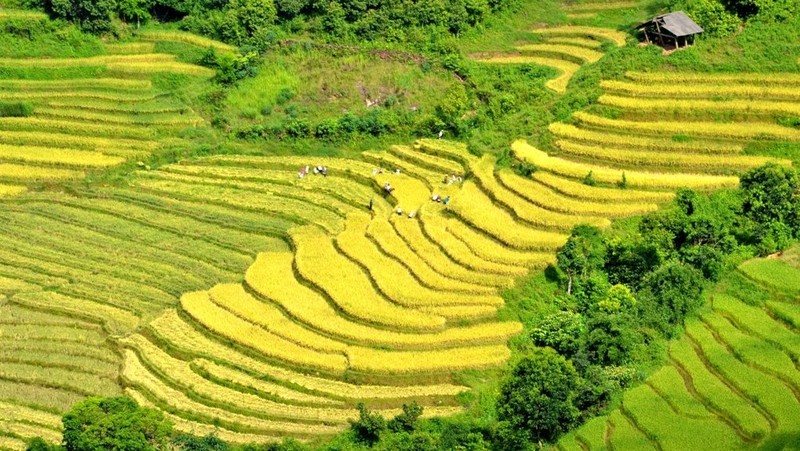 Terraced fields overlap each other like a golden ladder leading to the top of the mountain.