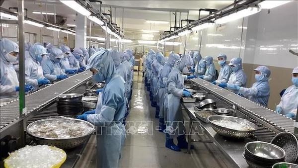 Processing shrimp for export in Khanh Hoa province (Photo: VNA)