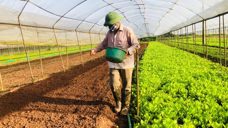 The country also expects to gain total production value of the winter crop 2021 of VND34 – 35 trillion (US$1.5 billion). (Illustrative image/Photo: hanoimoi.com.vn)