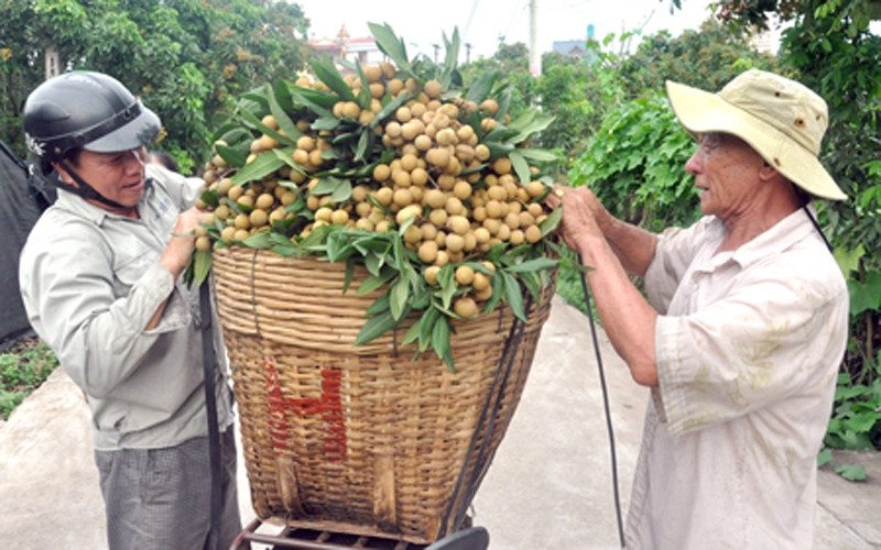 Hung Yen farmers harvest longan.