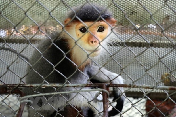 The red-shanked douc is the queen of primates, and has been listed as critically endangered in Vietnam’s Red Book. (Photo: VNA)