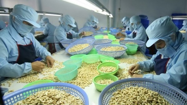 Vietnam exported US$16.47 million worth of cashew to Turkey in the first half of 2021. (Photo: VNA)