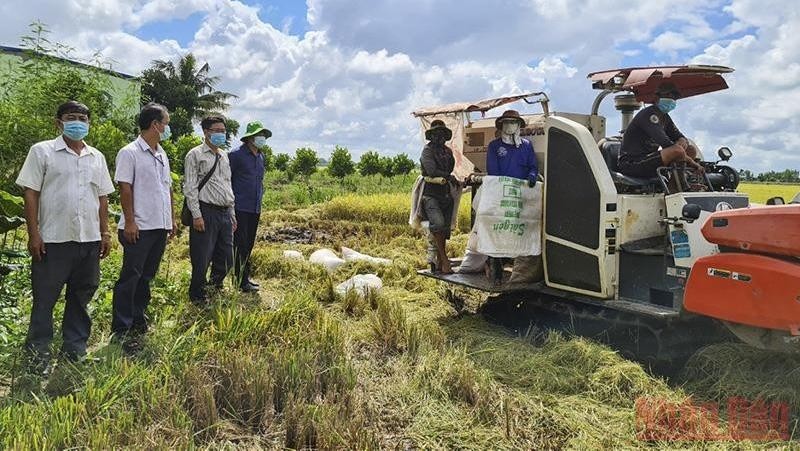Leaders of Thap Muoi district survey rice harvesting in Tan Kieu commune. (Photo: NDO)