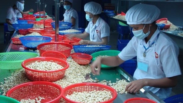 Vietnam is the largest cashew nut exporter to Russia. (Photo: VNA)