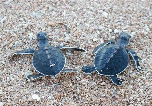 Baby turtles are released at Nui Chua National Park in the central province of Ninh Thuan. (Photo: VNA)
