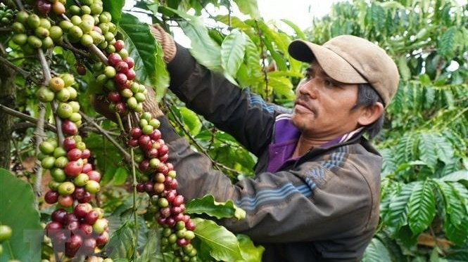 Harvesting coffee in the Central Highlands province of Gia Lai (Photo: VNA)
