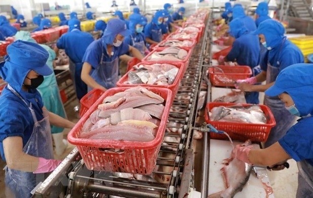 Processing Tra fish for export to the US (Photo: VNA)