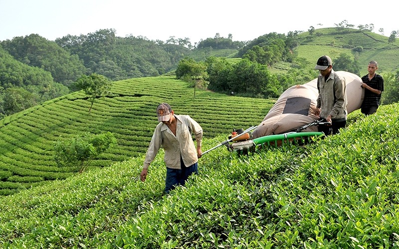 Harvesting tea buds in Yen Binh district, Yen Bai province. (Photo: Nguyen Dang)