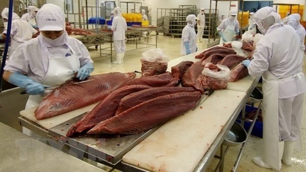 Processing tuna for export (Photo: VNA)