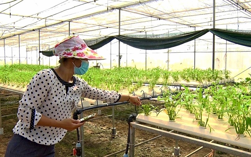 Smartphone application in vegetable care at Green Technology Investment Joint Stock Company in Ninh Binh. (Photo: Le Hong)