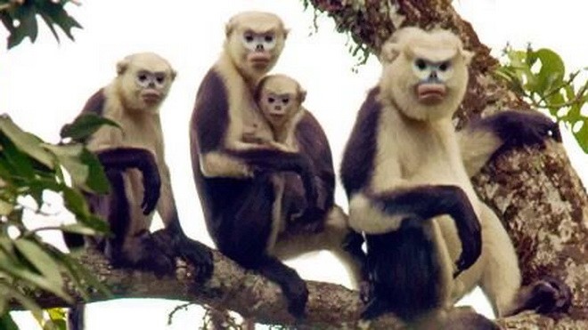 Tonkin snub-nosed monkeys in Ha Giang Province (Photo: FFI)