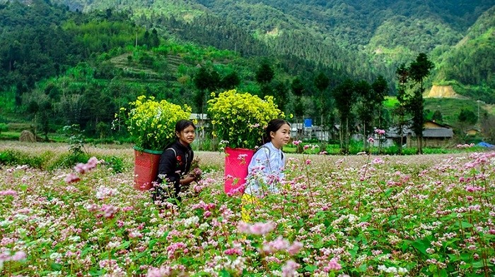 At the end of autumn, Ha Giang province is blushed in pinkish white carpets of buckwheat flowers (Photo: Cong Dat)