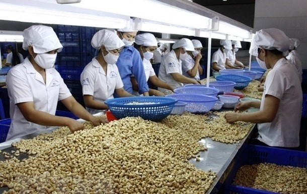 Processing cashew nuts for export (Photo: VNA)