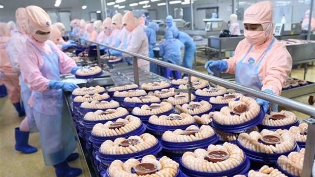 The production of shrimp for export at a factory of Minh Phu Seafood Corp in Nam Song Hau Industrial Park (Hau Giang province). (Photo: VNA)