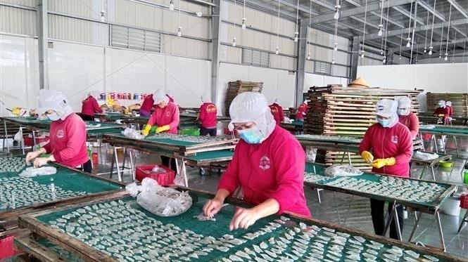 Workers in Ben Tre Province are working with a safe distance. (Photo: VNA)