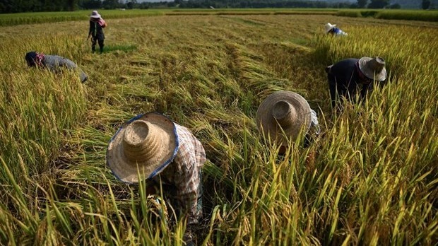 Thailand is on track to meet its target of exporting 6 million tonnes of rice this year. (Illustrative image/Photo: AFP/VNA)