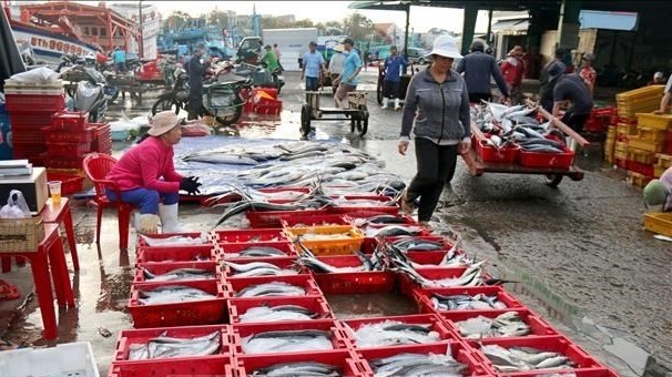 Seafood brought to Phan Thiet fishing port. (Photo: Nguyen Thanh/VNA)