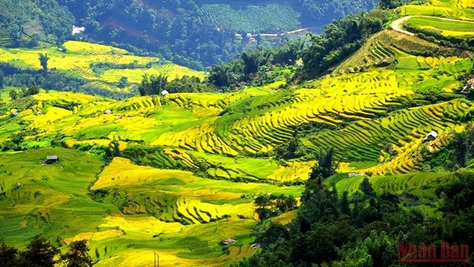 The terraced rice fields in the ripening rice season in Bat Xat District, Lao Cai Province. (Photo: NDO)