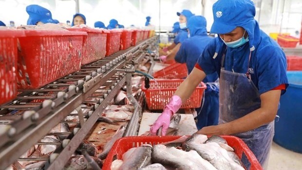 Processing tra fish in Dong Thap (Photo: VNA) N
